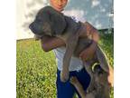 Cane Corso Puppy for sale in Cape Coral, FL, USA