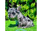 Duke (Merle French Bulldog)