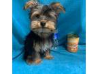 Yorkshire Terrier Puppy for sale in Damascus, AR, USA