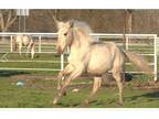 22 Palomino PRE Andalusian Colt