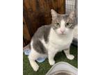 Adopt Francis a Domestic Short Hair