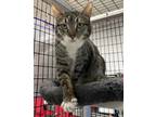 Adopt Jonnie a Domestic Short Hair