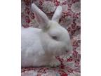 Adopt MILKYWAY a Bunny Rabbit