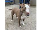 Adopt 18479 a Pit Bull Terrier