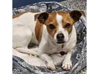 Adopt Annie a Jack Russell Terrier