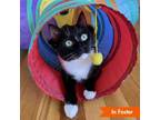 Adopt Gladys Cat a Domestic Short Hair