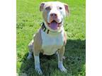 Adopt MINNOW a Pit Bull Terrier