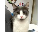 Adopt Sable a Domestic Medium Hair