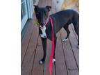 Adopt Elena a Greyhound