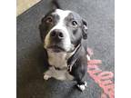 Adopt Charlotte a Staffordshire Bull Terrier