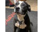 Adopt Charlotte a Staffordshire Bull Terrier