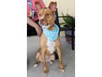 Adopt Rose Petal a Pit Bull Terrier, Mixed Breed