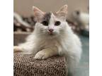 Adopt Anastasia a Domestic Long Hair