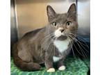 Adopt Bluebell a Domestic Short Hair