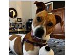 Adopt SANDY a American Staffordshire Terrier, Mixed Breed