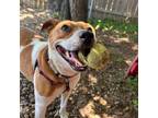 Adopt SANDY a American Staffordshire Terrier, Mixed Breed