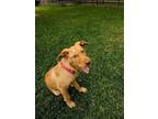 Adopt PIXIE a Labrador Retriever, Mixed Breed