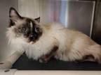 Adopt Furby a Domestic Long Hair