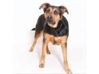 Adopt Baker a Rottweiler