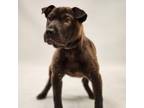 Adopt Tibbers a Shar-Pei