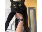 Adopt Bunny a Domestic Short Hair