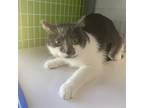 Adopt Paris a Domestic Short Hair