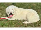Adopt Mabel a Great Pyrenees, Retriever
