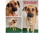 Adopt Kimber a Belgian Shepherd / Malinois, Mixed Breed