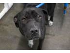 Adopt Lilly a Pit Bull Terrier, Australian Cattle Dog / Blue Heeler