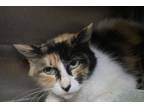 Adopt Josie a Calico, Domestic Medium Hair