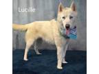 Adopt Lucille a Siberian Husky