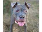 Adopt MJ a Pit Bull Terrier, Mixed Breed