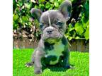 Prince (Blue French Bulldog)