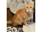 Adopt Ginger a Domestic Short Hair, Tabby