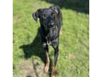 Adopt CHRYSALIS a Doberman Pinscher, Mixed Breed