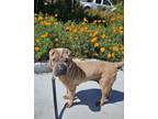 Adopt Luna a Shar-Pei