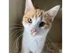 Adopt Lucy a Domestic Short Hair