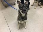 Adopt Dog a German Shepherd Dog, Mixed Breed