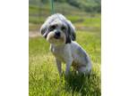 Adopt Missy a Lhasa Apso, Mixed Breed