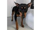 Adopt BOWTRUCKLE a Manchester Terrier, Bull Terrier