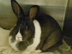 Adopt CRUSH a Bunny Rabbit