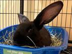 Adopt TRISHA a Bunny Rabbit