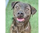 Adopt Gumbo a Pit Bull Terrier