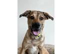 Adopt Spruce a Great Dane, German Shepherd Dog