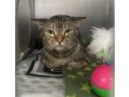 Adopt DONKEY a Domestic Short Hair