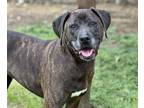 Adopt SADIE a Plott Hound