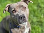Adopt MILLY a Pit Bull Terrier
