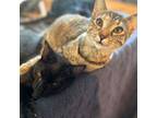 Adopt Brash and Piccolo a Tabby, Domestic Short Hair