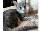 Adopt Judy and Elroy a Tabby, Domestic Short Hair