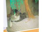 Adopt Willow a Tabby, Domestic Short Hair